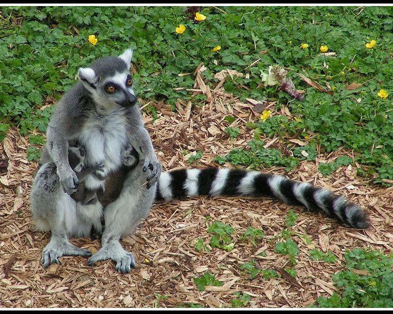 Lemur1