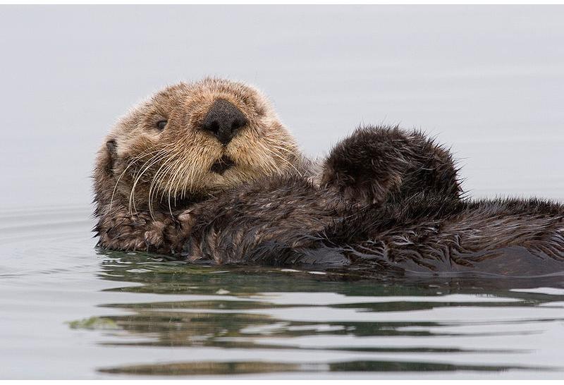 Sea otter morro