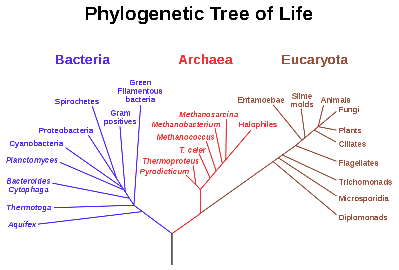 Phylogenetic treesvg