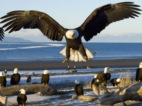 1624Bald Eagles Kachemak Bay Kenai Peninsula Alaska 7849381