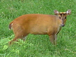 260px Muntjac deer