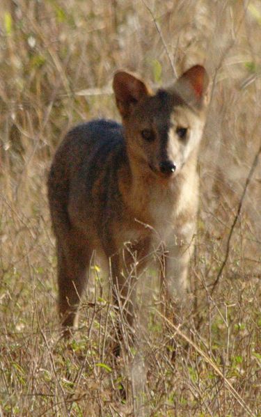 375px Cerdocyon thous MG 9507 - Yengeç Yiyen Tilki (Cerdocyon thous) 375px Cerdocyon thous MG 9507