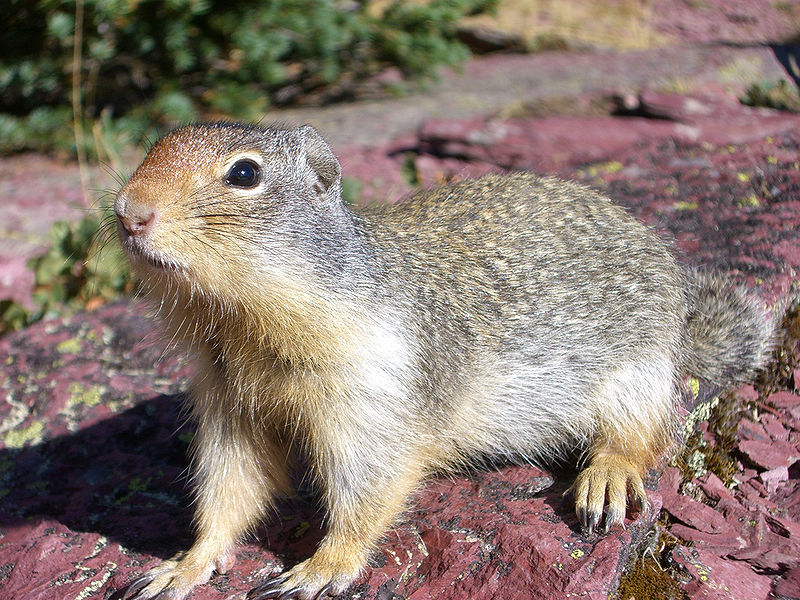 800px Spermophilus columbianus01