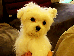 tumblr lsb67luQFL1r1pqo9o3 250